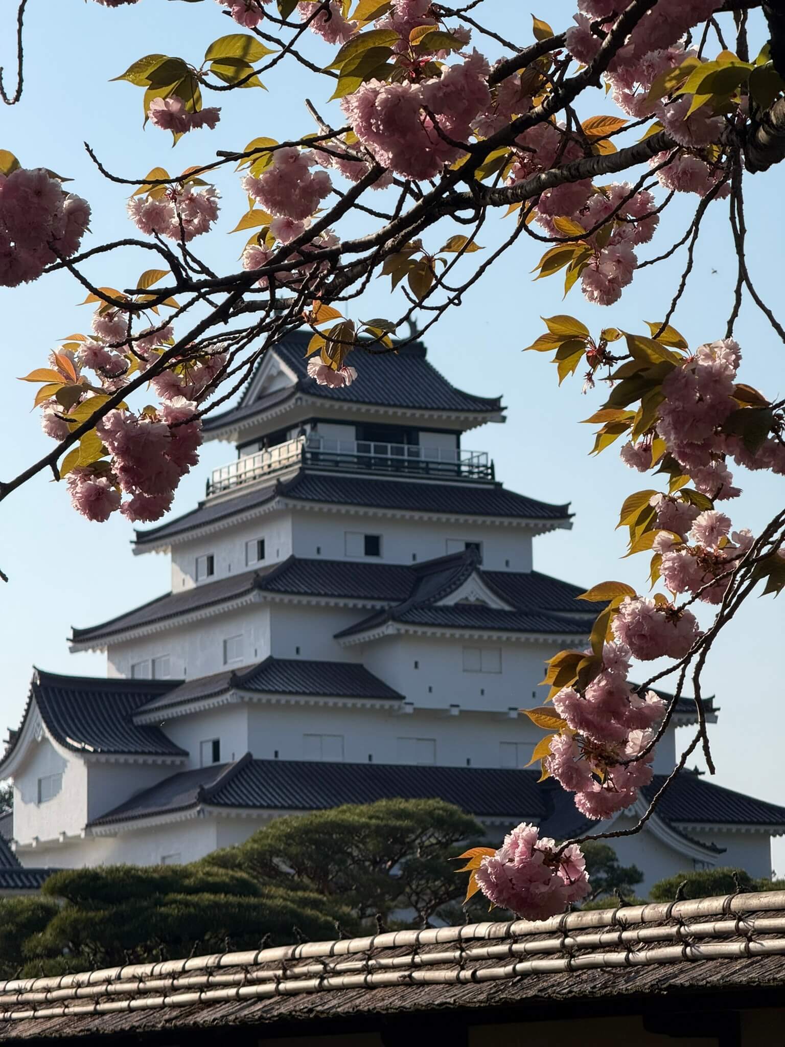 Tsurugajo from Rinkaku Teahouse